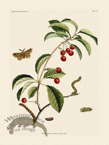 Wilkes Butterflies 054